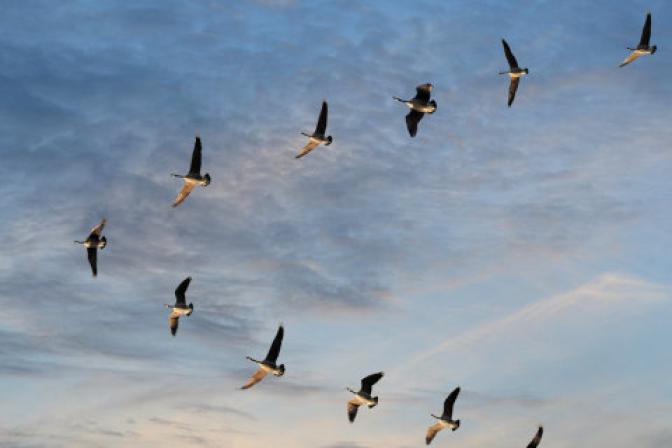 Swans flying in a v formation with a blue sky in the background